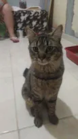 Nino