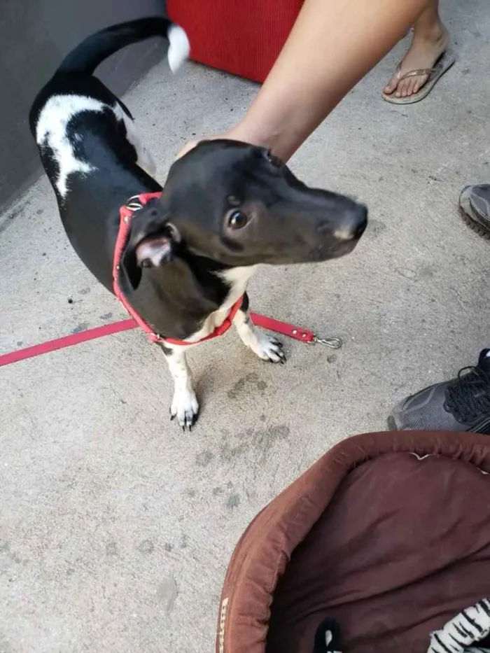 Cachorro ra a SRD idade 2 a 6 meses nome Amora