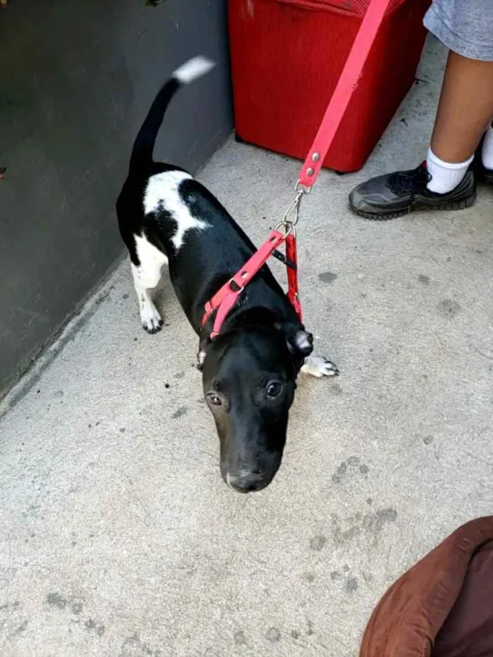 Cachorro ra a SRD idade 2 a 6 meses nome Amora