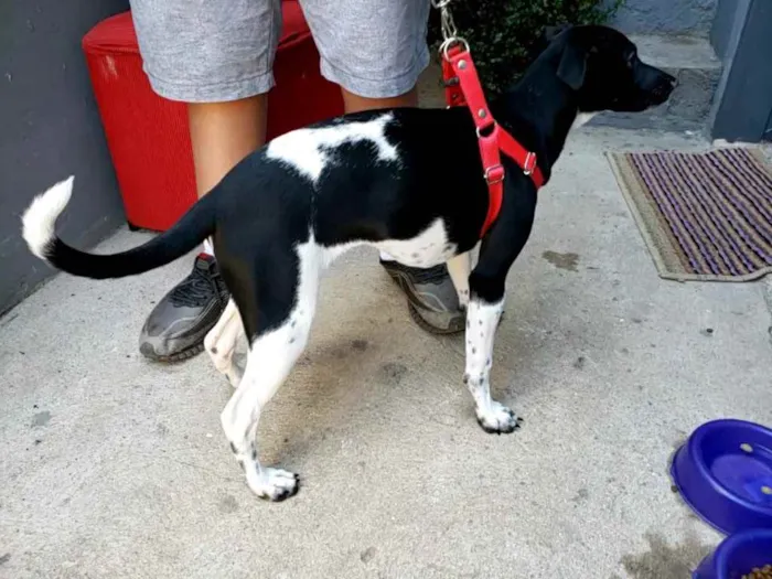 Cachorro ra a SRD idade 2 a 6 meses nome Amora