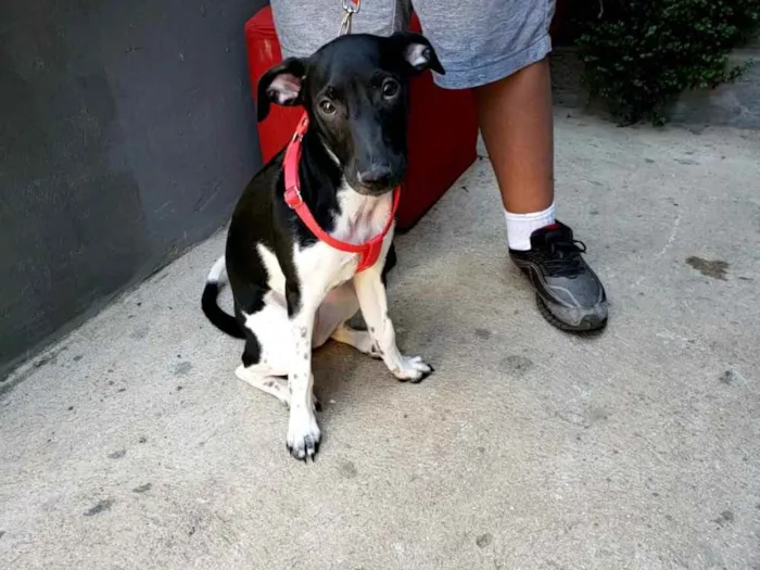Cachorro ra a SRD idade 2 a 6 meses nome Amora