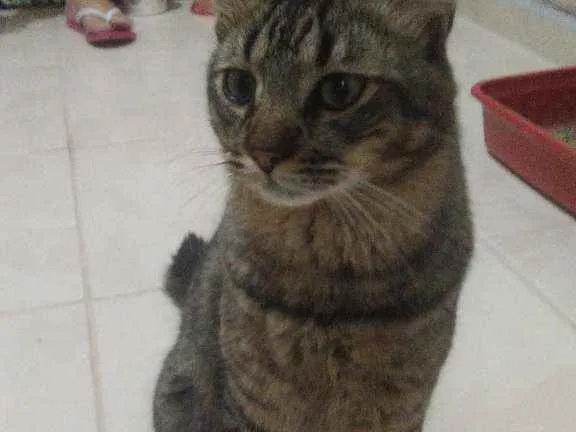 Gato ra a Rajado idade 1 ano nome Nino