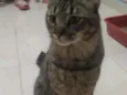 Nino