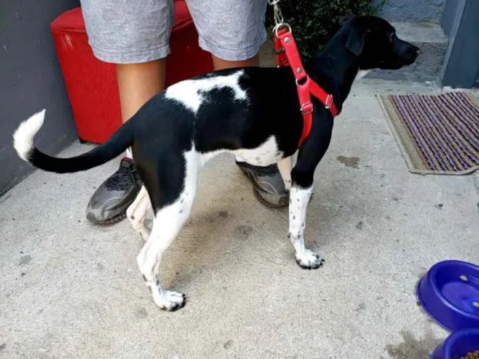 Cachorro ra a SRD idade 2 a 6 meses nome Amora
