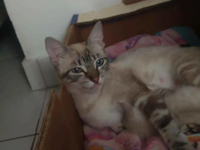 Gato ra a RND idade 2 a 6 meses nome Petit gatô