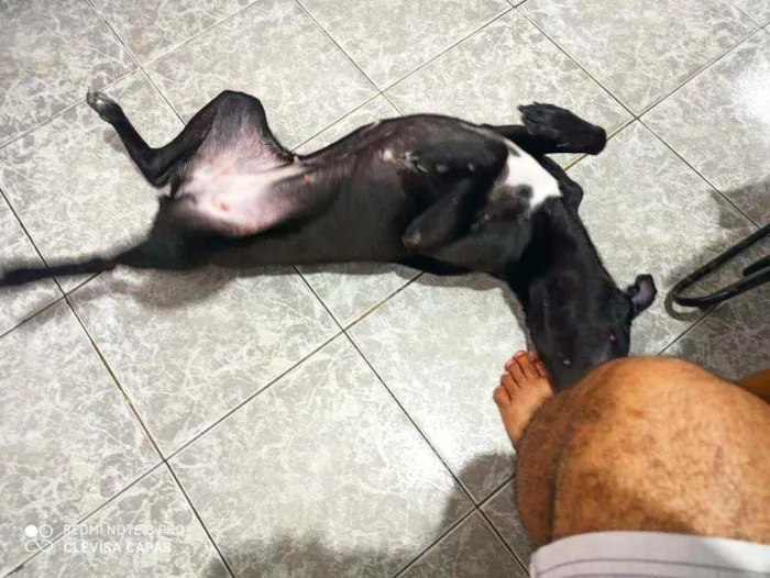 Cachorro raça Sem raça definida idade 7 a 11 meses nome Pretinha