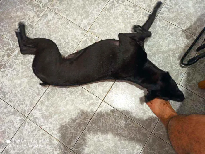 Cachorro raça Sem raça definida idade 7 a 11 meses nome Pretinha