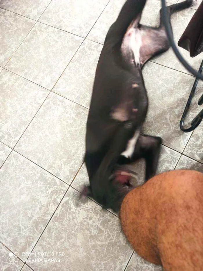 Cachorro raça Sem raça definida idade 7 a 11 meses nome Pretinha