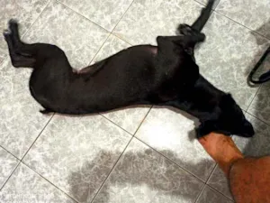 Cachorro raça Sem raça definida idade 7 a 11 meses nome Pretinha