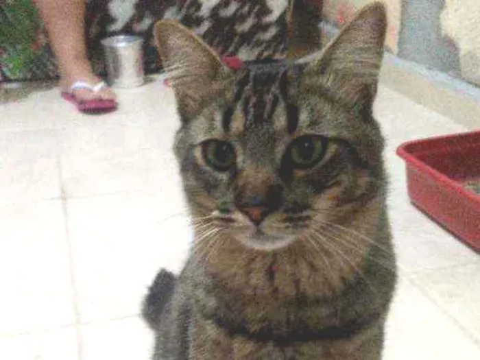 Gato ra a Rajado idade 1 ano nome Nino