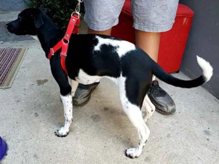 Cachorro ra a SRD idade 2 a 6 meses nome Amora