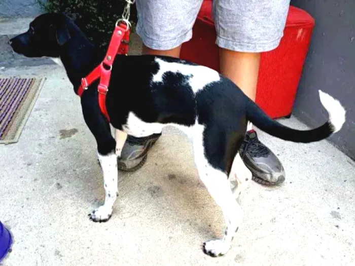 Cachorro ra a SRD idade 2 a 6 meses nome Amora