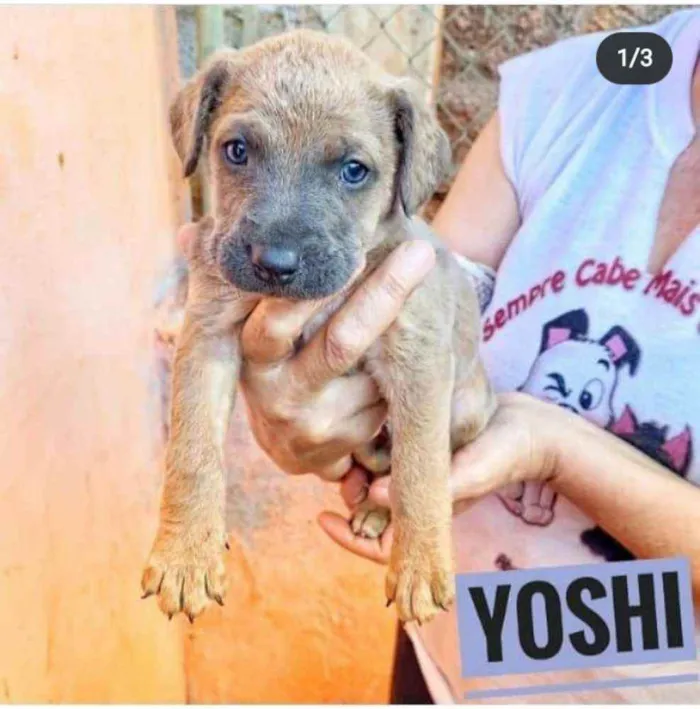 Cachorro ra a Srd idade 2 a 6 meses nome Yoshi