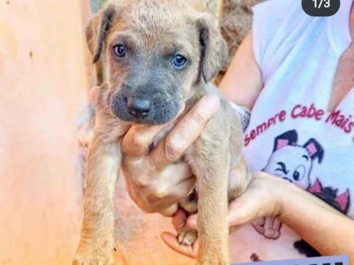 Cachorro ra a Srd idade 2 a 6 meses nome Yoshi