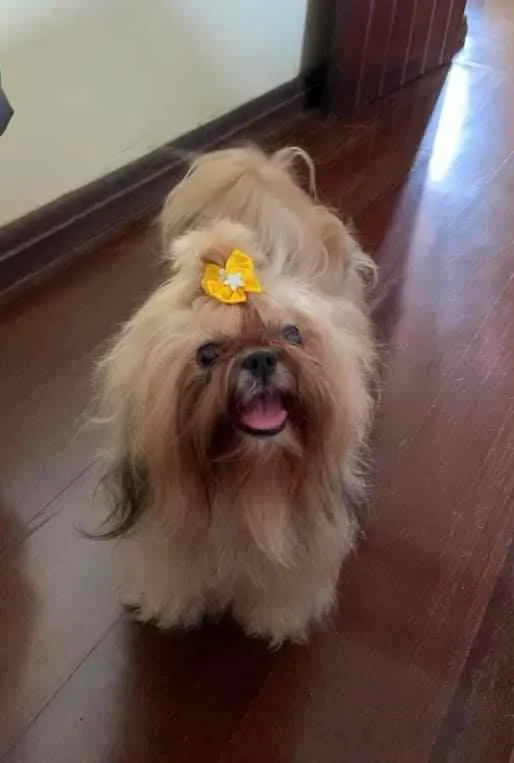 Cachorro raça Shih-tzu idade 3 anos nome Linda