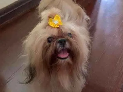Cachorro raça Shih-tzu idade 3 anos nome Linda