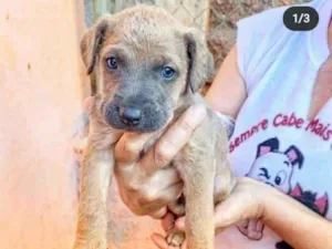 Cachorro raça Srd idade 2 a 6 meses nome Yoshi