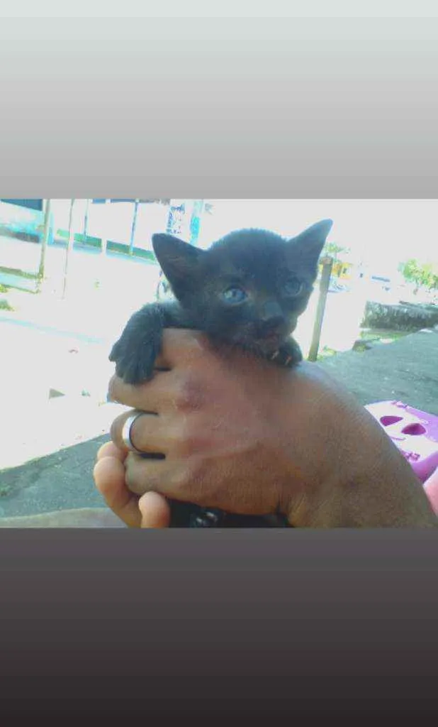 Gato raça Srd idade Abaixo de 2 meses nome Pantera