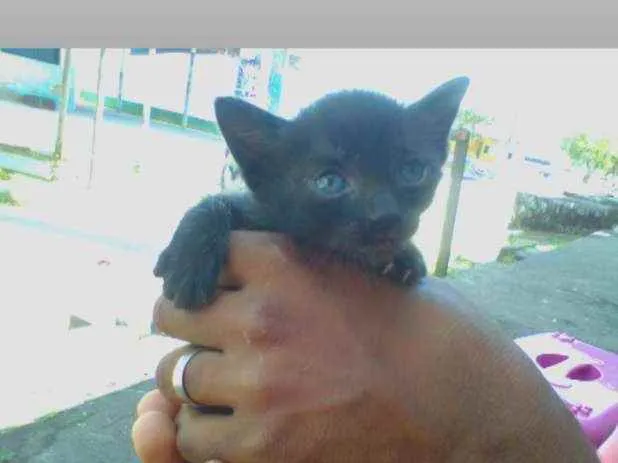 Gato raça Srd idade Abaixo de 2 meses nome Pantera