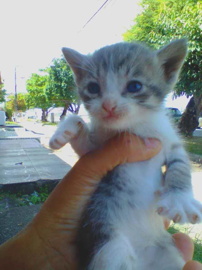 Gato raça Srd idade Abaixo de 2 meses nome Luna