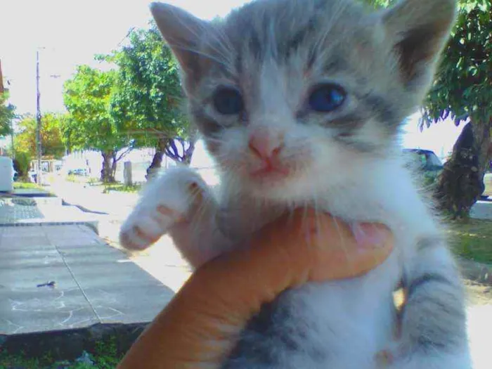 Gato raça Srd idade Abaixo de 2 meses nome Luna