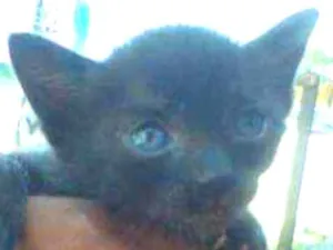 Gato raça Srd idade Abaixo de 2 meses nome Pantera