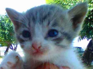 Gato raça Srd idade Abaixo de 2 meses nome Luna