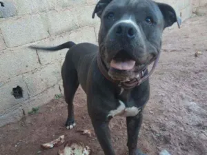 Cachorro raça America Bully idade 2 anos nome Marley