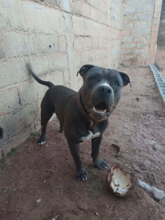 Cachorro raça America Bully idade 2 anos nome Marley