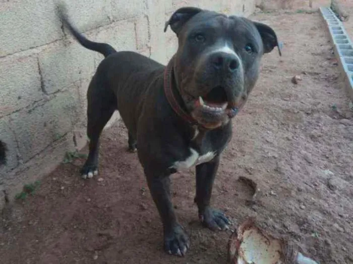 Cachorro raça America Bully idade 2 anos nome Marley