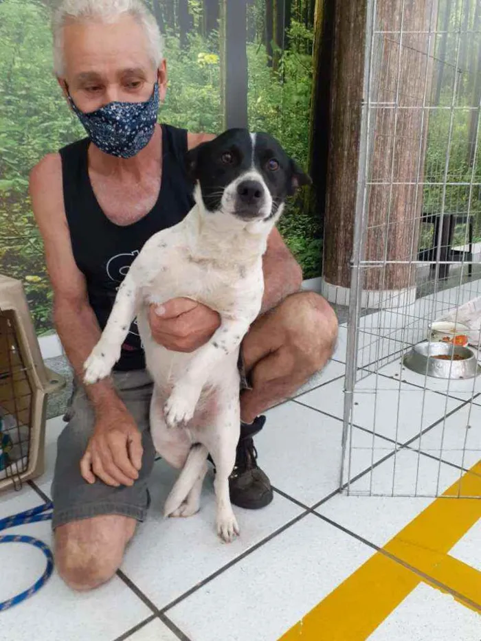 Cachorro ra a SRD idade 1 ano nome Elton