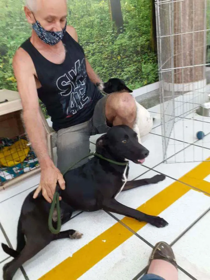 Cachorro ra a SRD idade 1 ano nome Laica