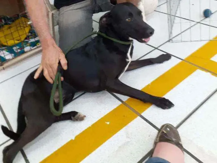 Cachorro ra a SRD idade 1 ano nome Laica