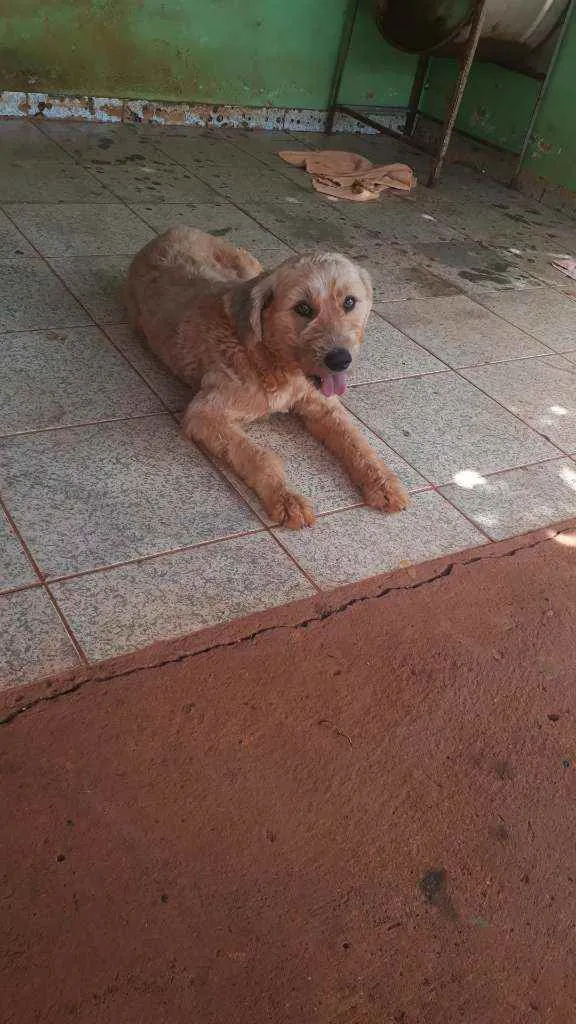 Cachorro ra a Não definida  idade 2 anos nome Luck 