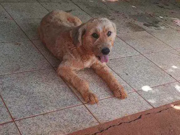 Cachorro ra a Não definida  idade 2 anos nome Luck 