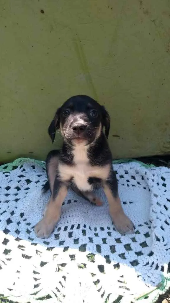 Cachorro ra a Srd idade 2 a 6 meses nome Nino