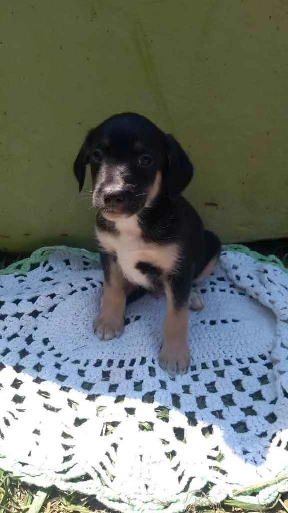 Cachorro ra a Srd idade 2 a 6 meses nome Nino