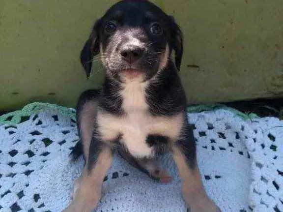 Cachorro ra a Srd idade 2 a 6 meses nome Nino
