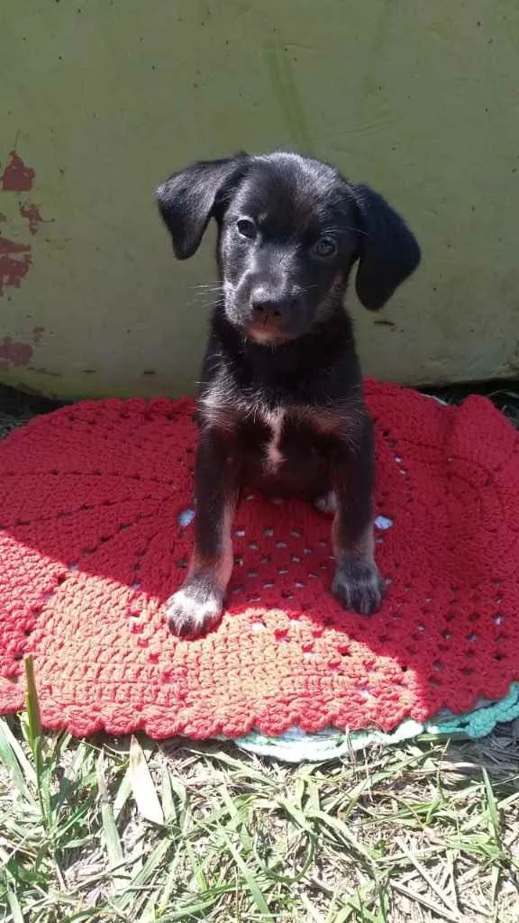 Cachorro ra a Srd idade 2 a 6 meses nome Bella