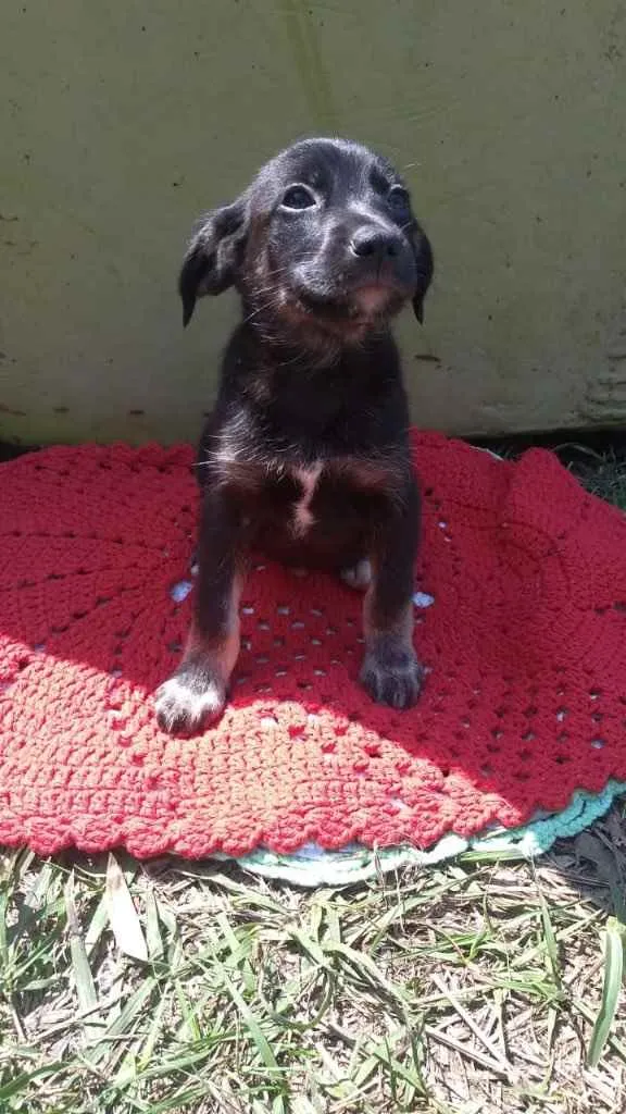 Cachorro ra a Srd idade 2 a 6 meses nome Bella
