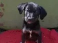 Bella