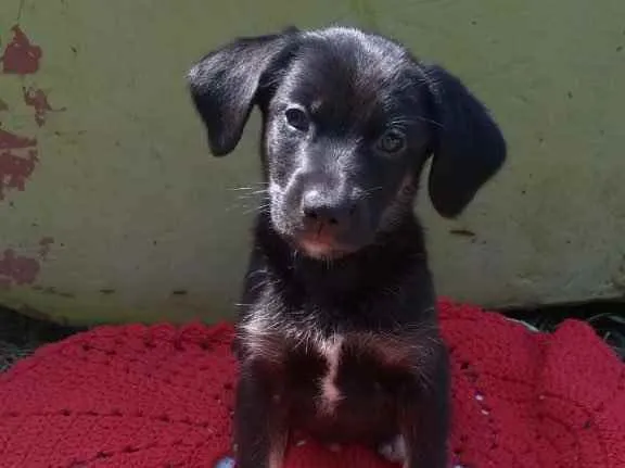 Cachorro ra a Srd idade 2 a 6 meses nome Bella