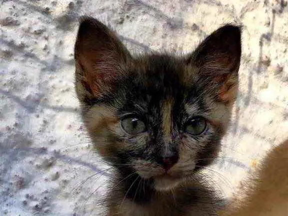 Gato ra a Srd idade Abaixo de 2 meses nome Mia