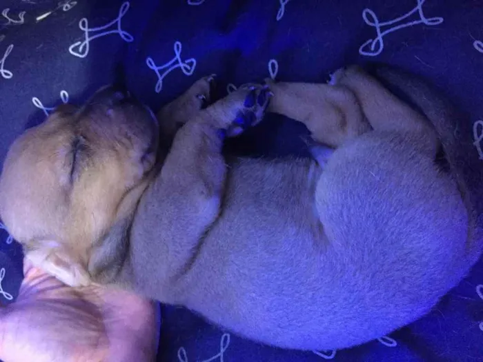 Cachorro ra a Vira lata idade Abaixo de 2 meses nome Sem nome 