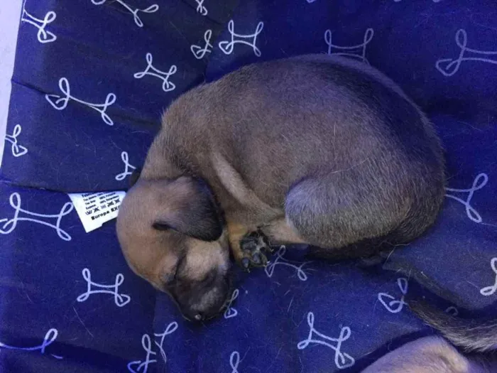 Cachorro ra a Vira lata idade Abaixo de 2 meses nome Sem nome 