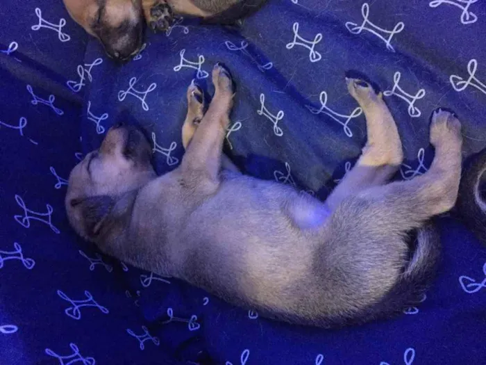 Cachorro ra a Vira lata idade Abaixo de 2 meses nome Sem nome 