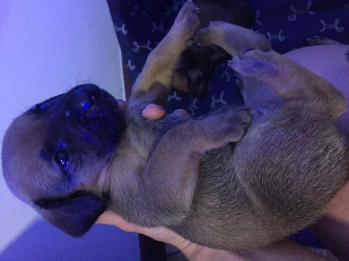 Cachorro ra a Vira lata idade Abaixo de 2 meses nome Sem nome 