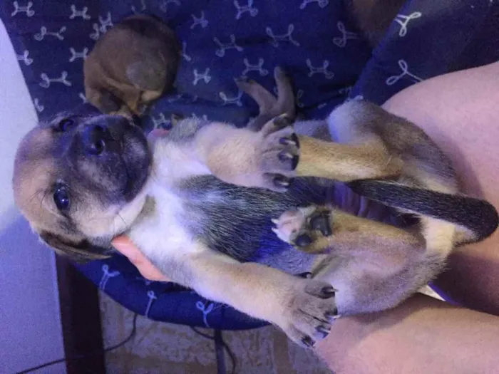 Cachorro ra a Vira lata idade Abaixo de 2 meses nome Sem nome 