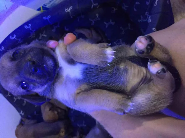 Cachorro ra a Vira lata idade Abaixo de 2 meses nome Sem nome 