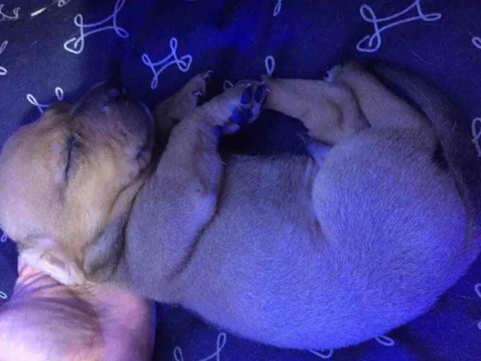 Cachorro ra a Vira lata idade Abaixo de 2 meses nome Sem nome 